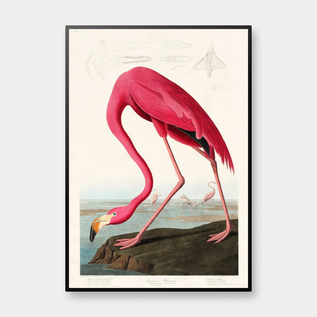 Flamingo - John James Audubons Birds of America – billede 1