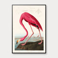 Flamingo - John James Audubons Birds of America – billede 1
