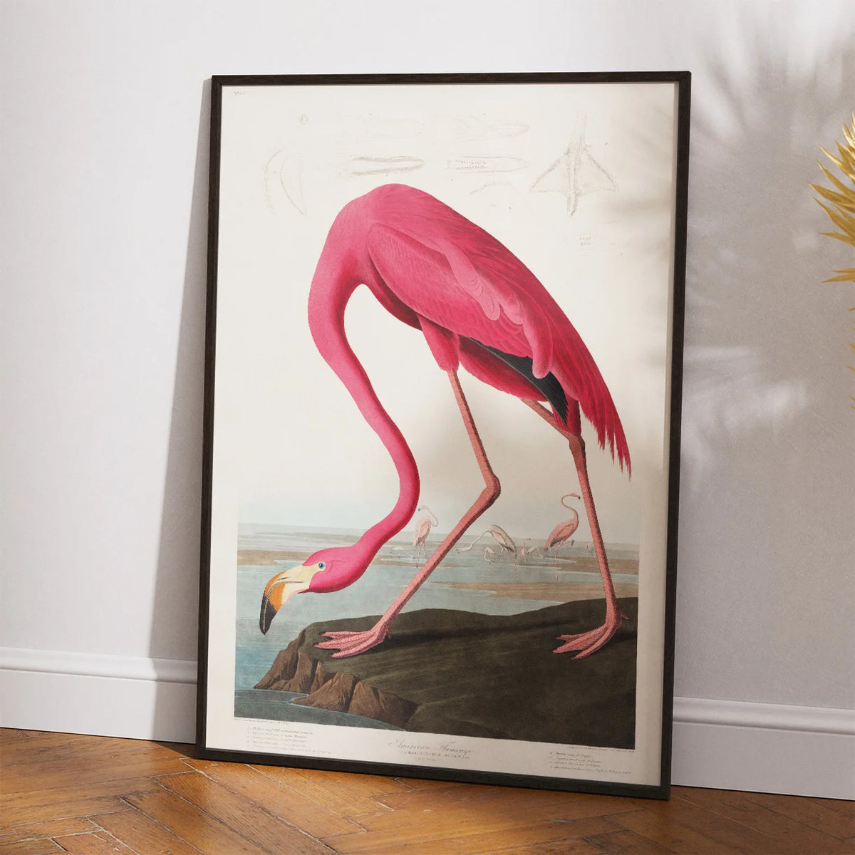 Flamingo - John James Audubons Birds of America – billede 2