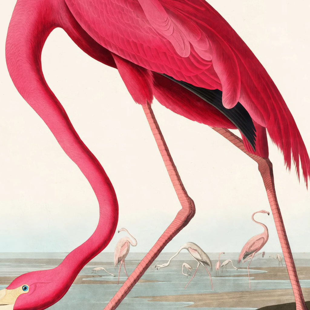 Flamingo - John James Audubons Birds of America – billede 4