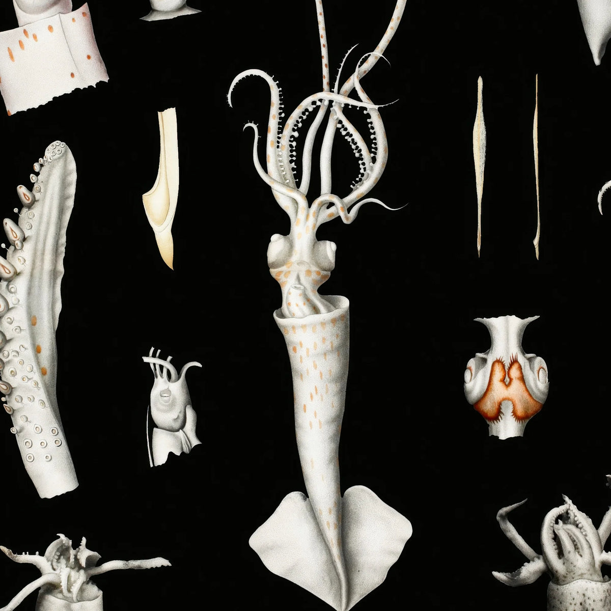 Blæksprutter - Historisk zoologisk planche – billede 4