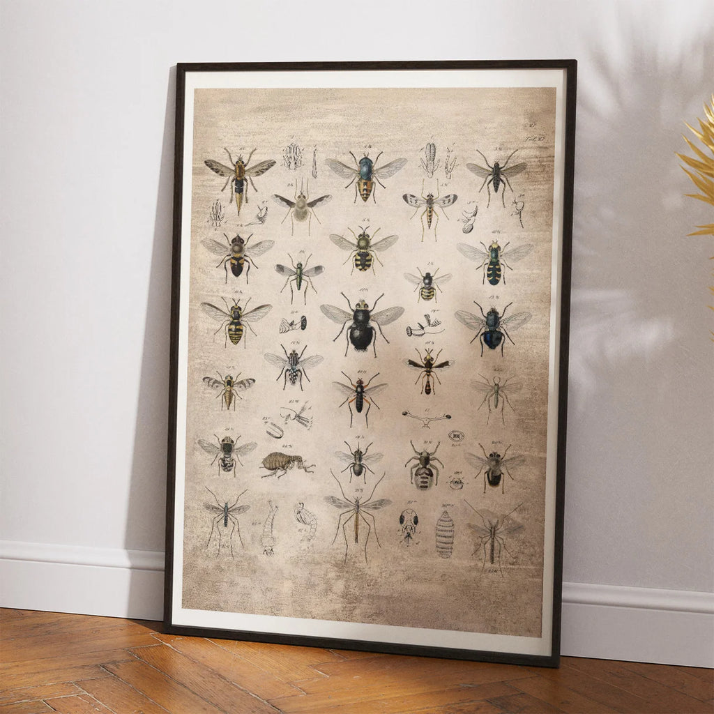 Insekter I - 1850 - Anskuelsestavle – billede 2