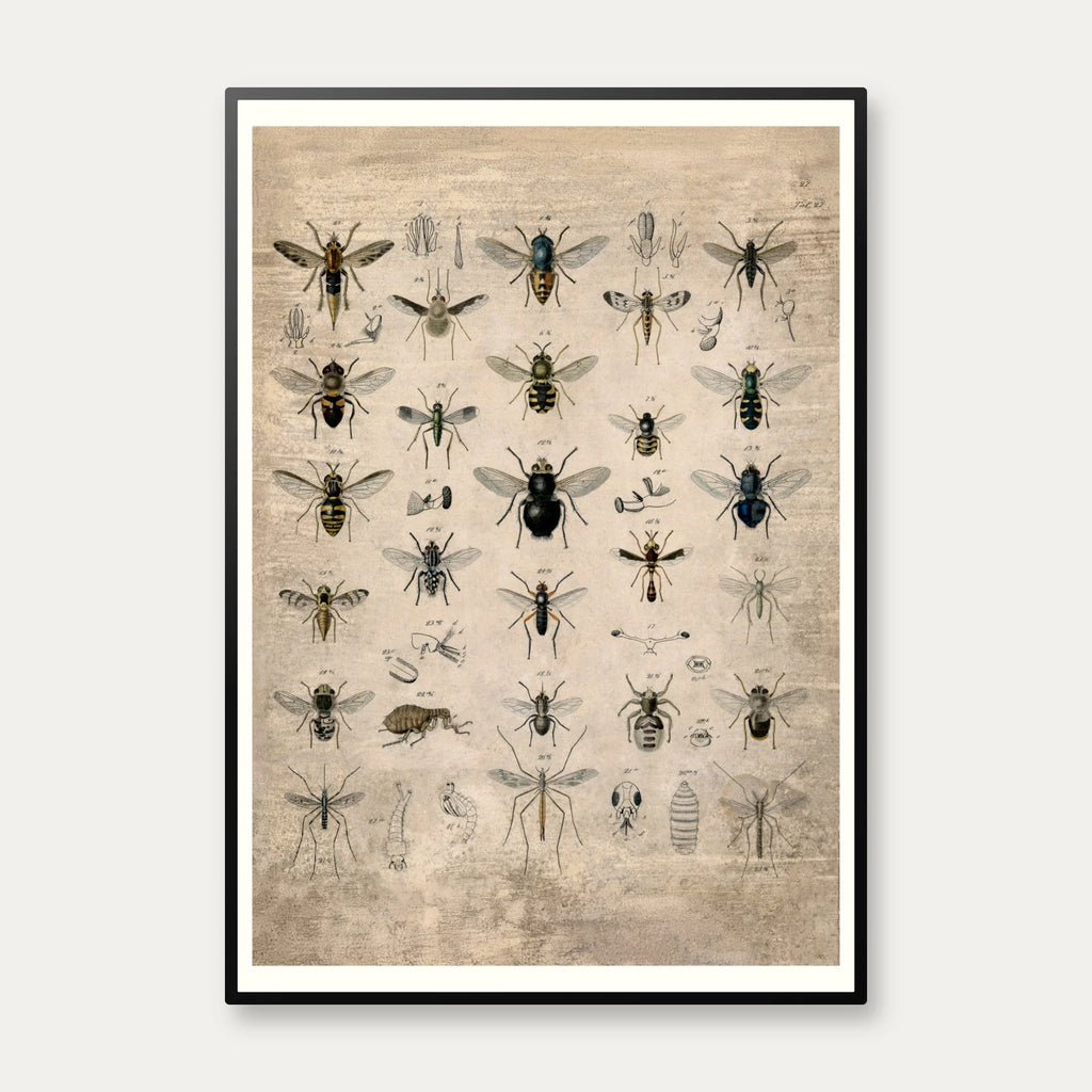 Insekter I - 1850 - Anskuelsestavle – billede 1