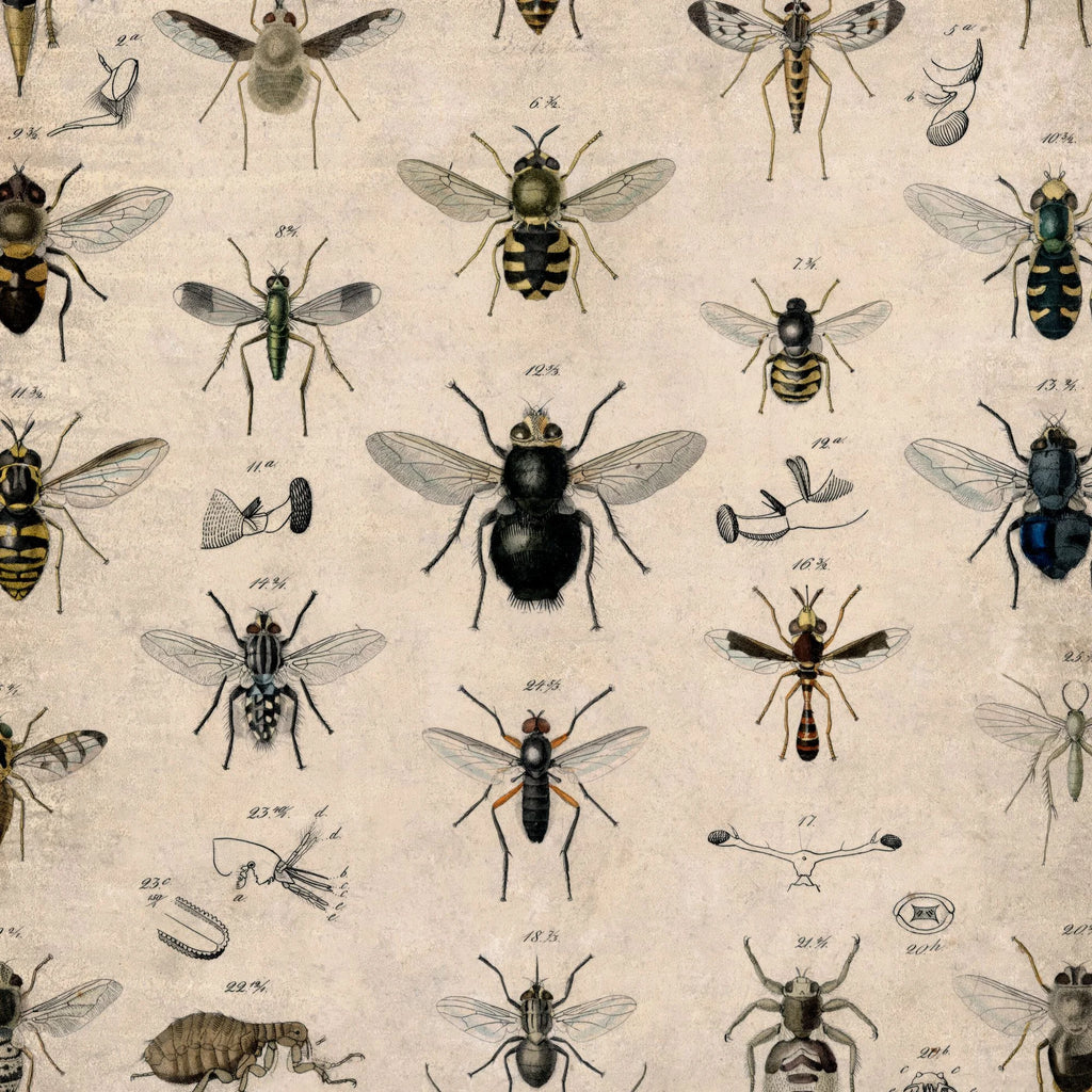 Insekter I - 1850 - Anskuelsestavle – billede 4