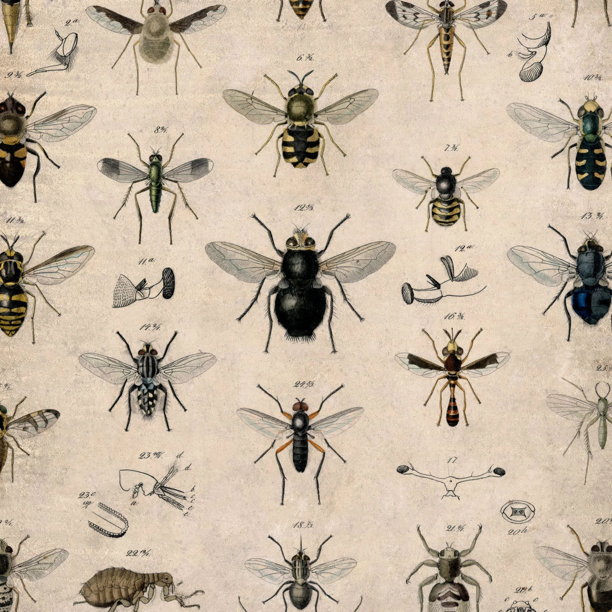 Insekter I - 1850 - Anskuelsestavle – billede 4