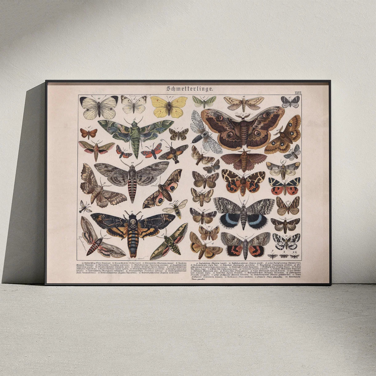 Sommerfulge II 1886 - Insekter - Plakat – billede 3
