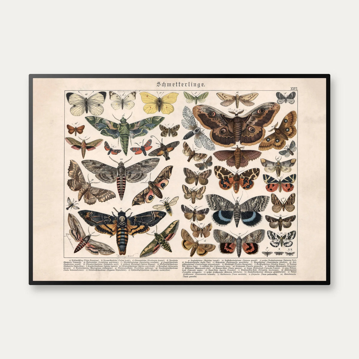 Sommerfulge II 1886 - Insekter - Plakat – billede 1