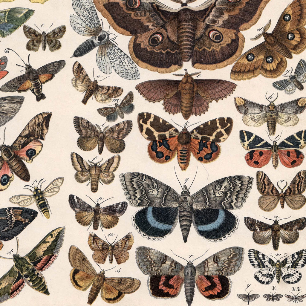 Sommerfulge II 1886 - Insekter - Plakat – billede 4