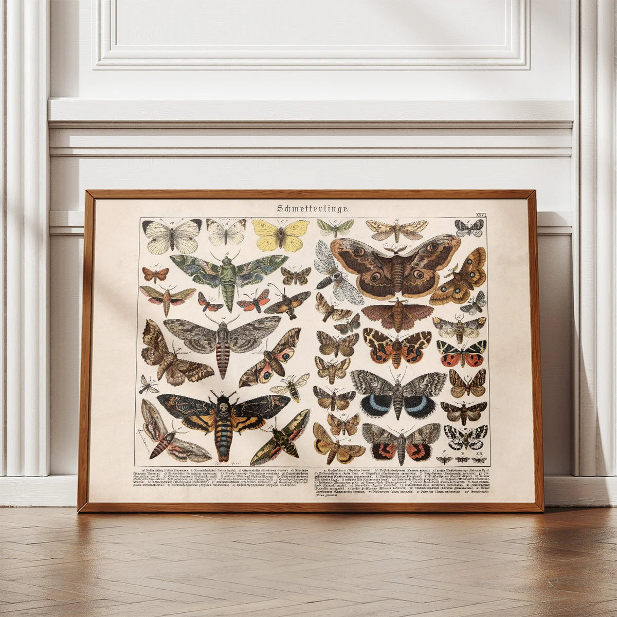 Sommerfulge II 1886 - Insekter - Plakat – billede 2
