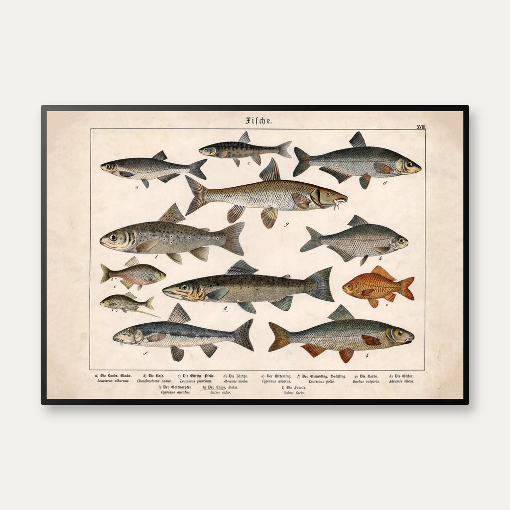 Fisk 1886 - Anskuelsestavle – billede 1