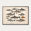 Fisk 1886 - Anskuelsestavle – billede 1