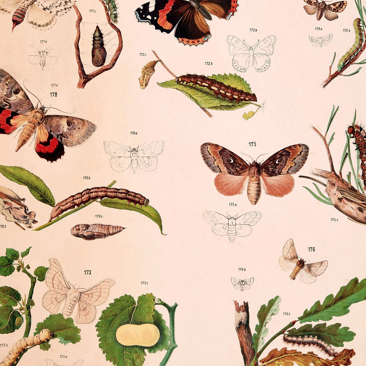 Sommerfugle III 1889 - Biologisk anskuelsestavle – billede 4