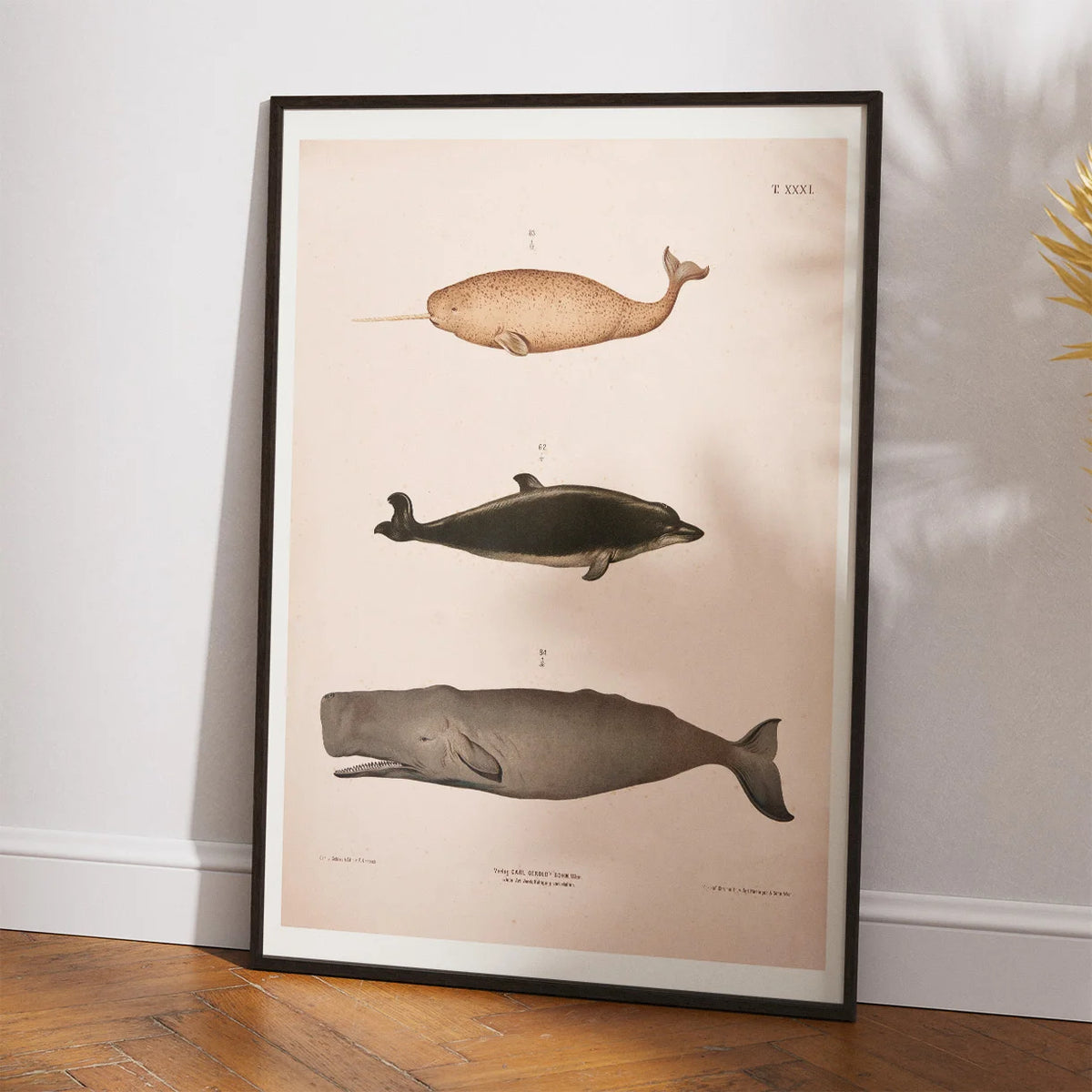 Narhval, delfin, kaskelot 1889 - Zoologisk anskuelsestavle – billede 2