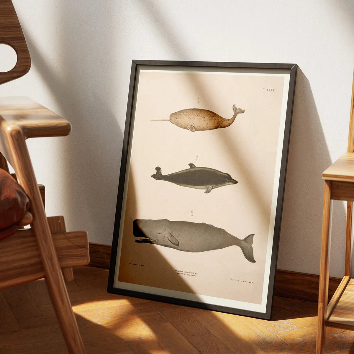 Narhval, delfin, kaskelot 1889 - Zoologisk anskuelsestavle – billede 3