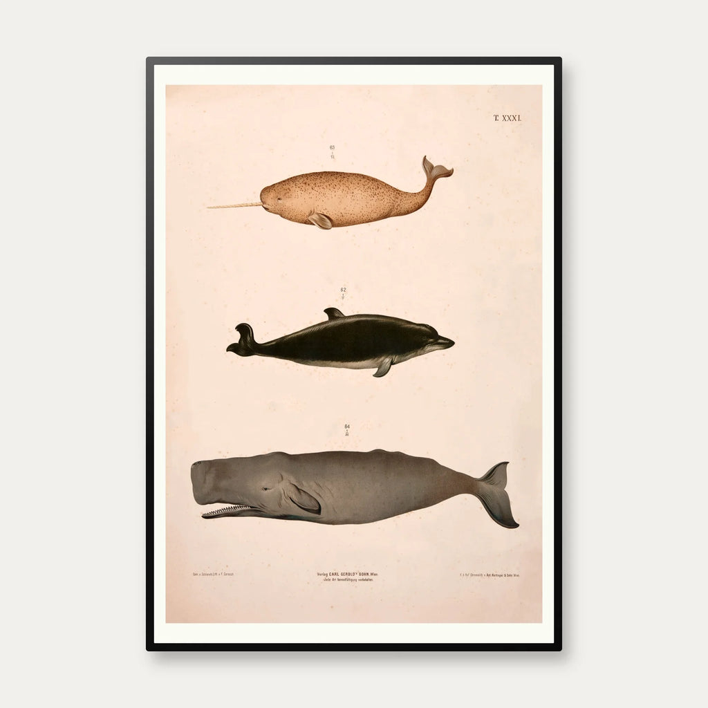 Narhval, delfin, kaskelot 1889 - Zoologisk anskuelsestavle – billede 1