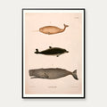 Narhval, delfin, kaskelot 1889 - Zoologisk anskuelsestavle – billede 1