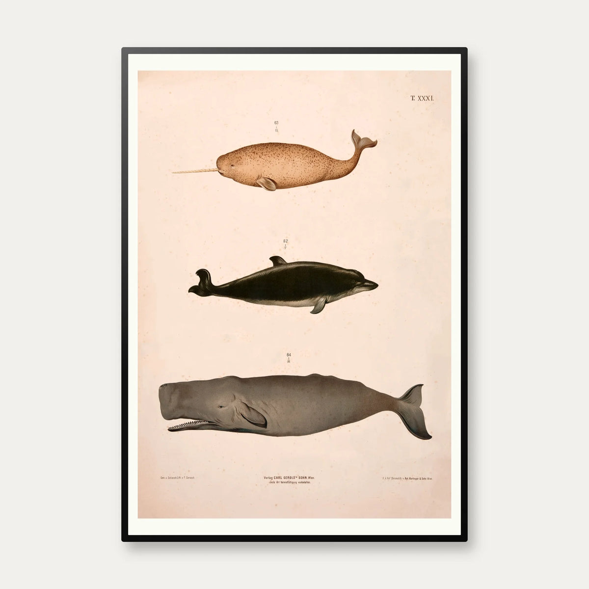 Narhval, delfin, kaskelot 1889 - Zoologisk anskuelsestavle – billede 1