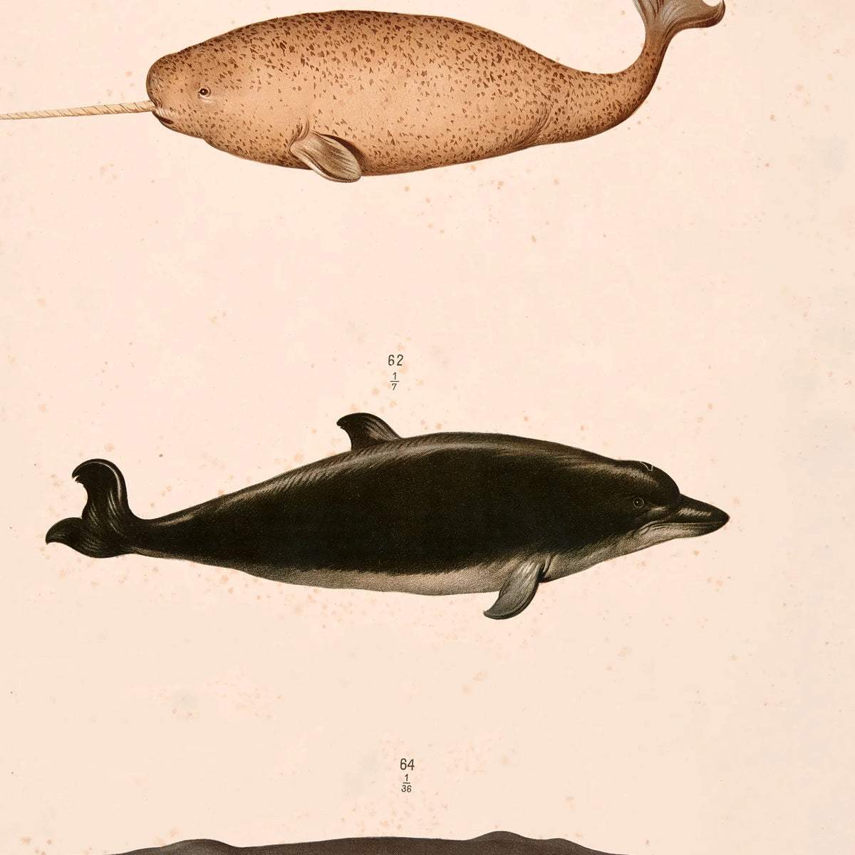 Narhval, delfin, kaskelot 1889 - Zoologisk anskuelsestavle – billede 4