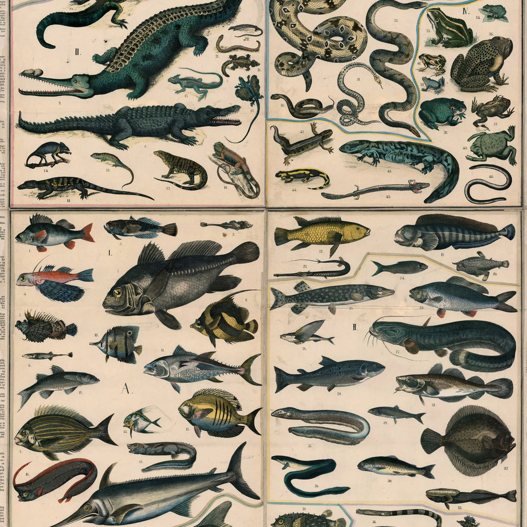 Krybdyr, amfibier og fisk 1890 - Anskuelsestavle – billede 4