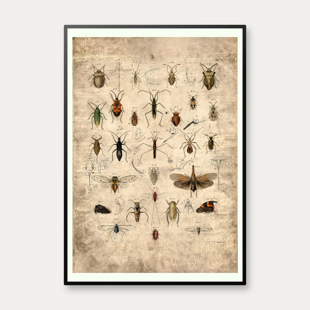 Insekter 1850 - Anskuelsestavle – billede 1