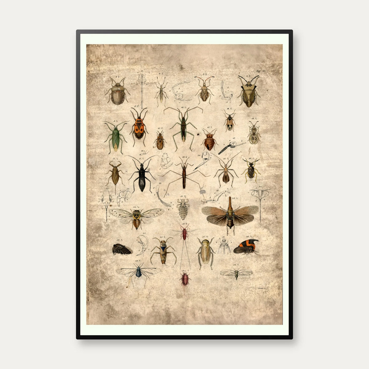 Insekter 1850 - Anskuelsestavle – billede 1