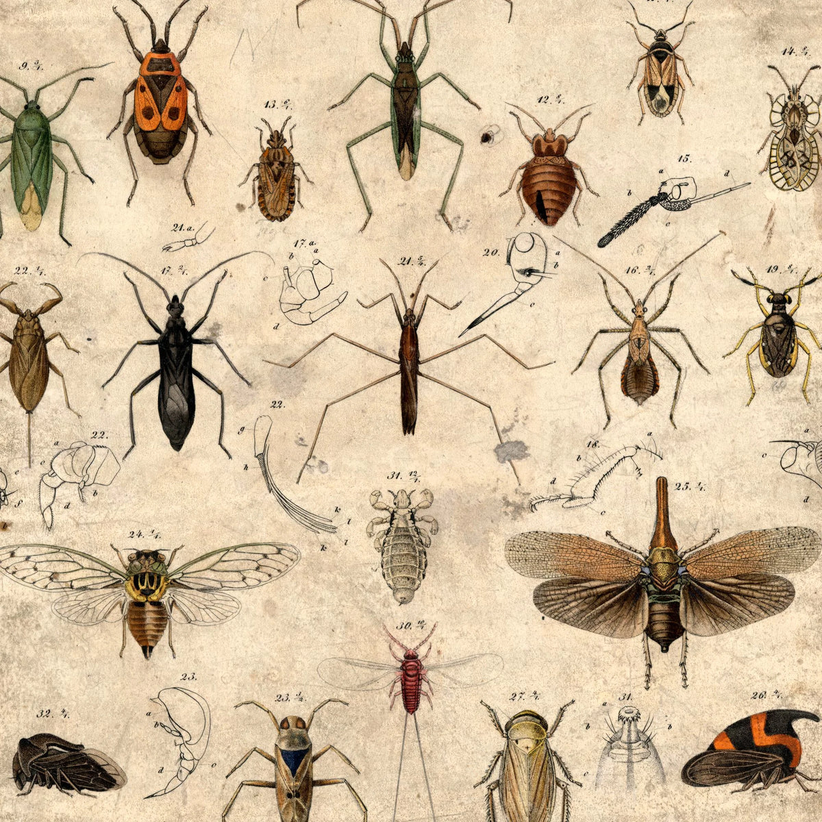 Insekter 1850 - Anskuelsestavle – billede 4