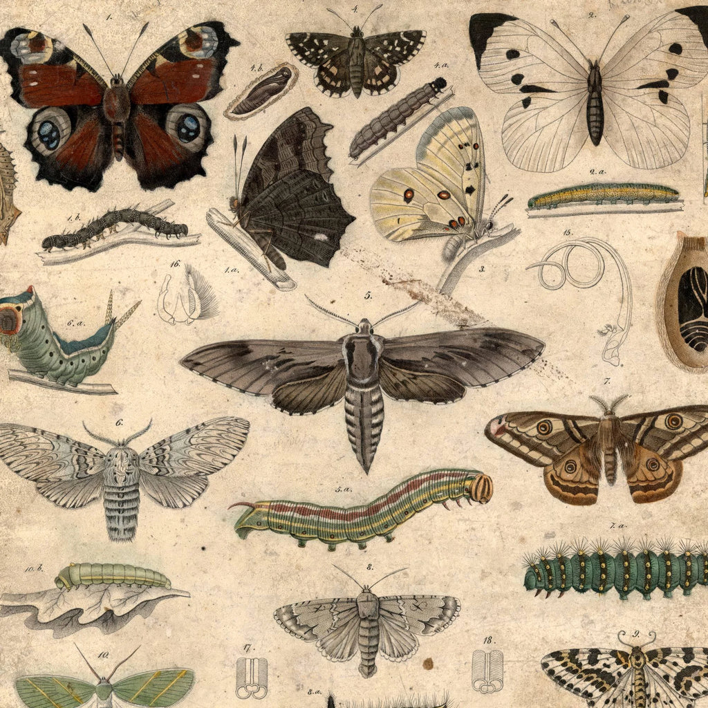 Sommerfugle 1850 - Anskuelsestavle – billede 4