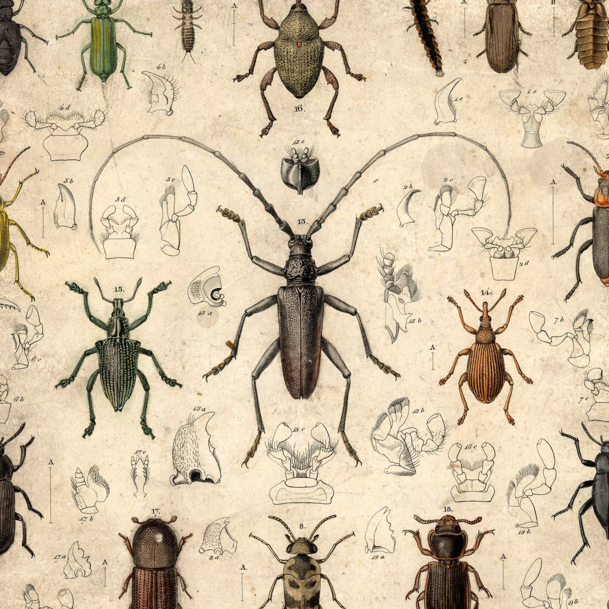 Biller 1850 - Anskuelsestavle – billede 4