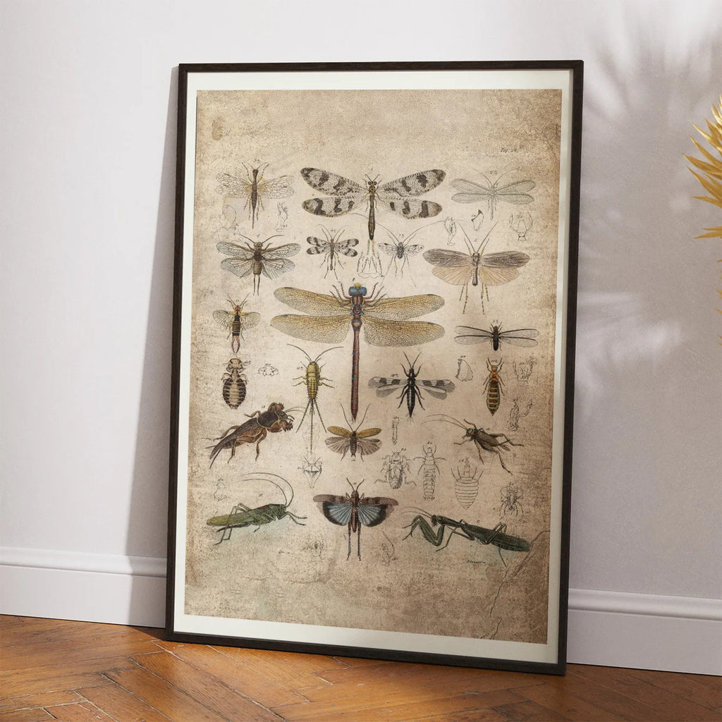 Insekter III 1850 - Anskuelsestavle – billede 2