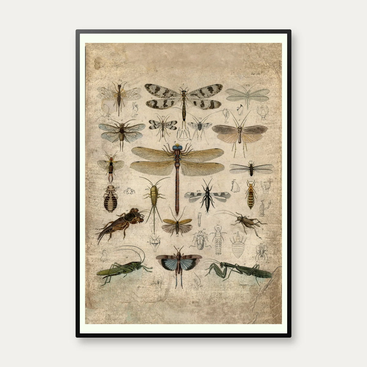 Insekter III 1850 - Anskuelsestavle – billede 1