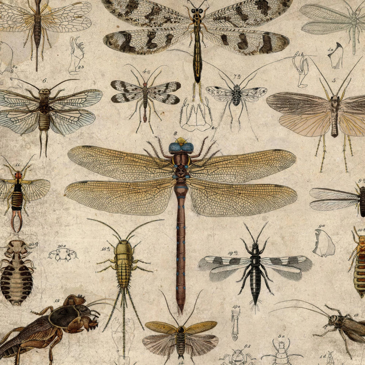 Insekter III 1850 - Anskuelsestavle – billede 4