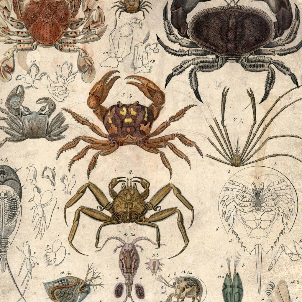 Krabber og lignende dyr 1850 - Anskuelsestavle – billede 4