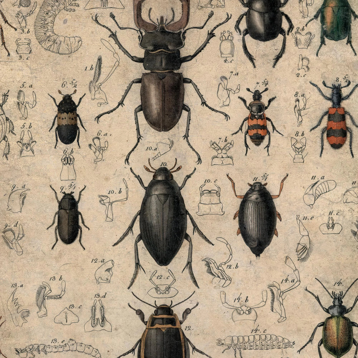 Biller 1850 - Anskuelsestavle – billede 4