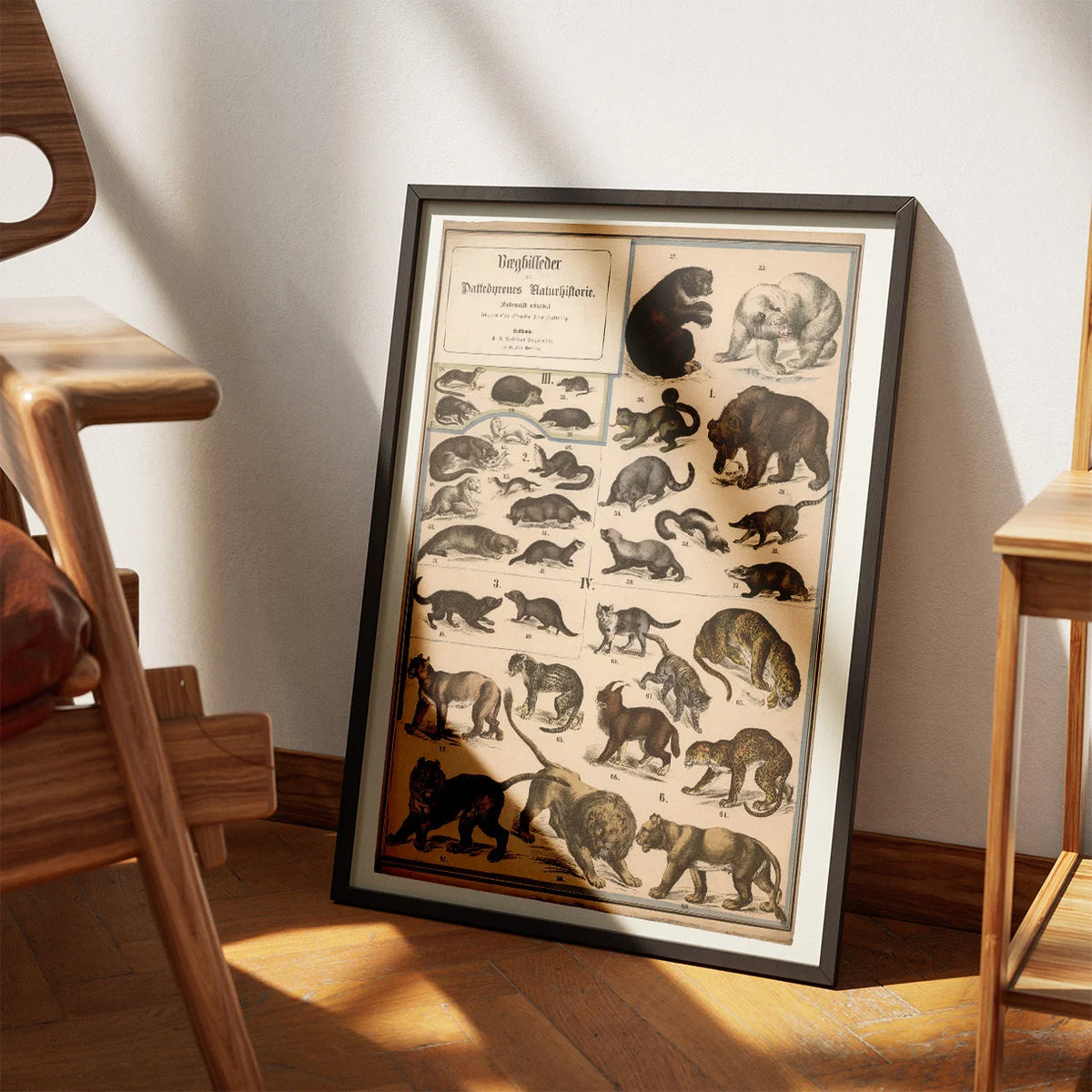 Rovdyr 1890 - Biologisk Anskuelsestavle – billede 3