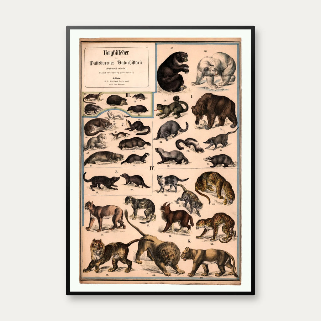 Rovdyr 1890 - Biologisk Anskuelsestavle – billede 1
