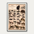 Rovdyr 1890 - Biologisk Anskuelsestavle – billede 1
