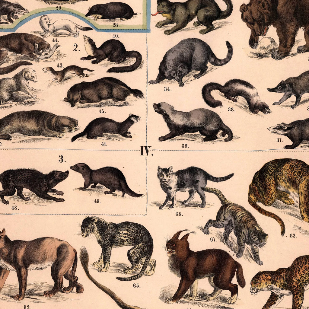 Rovdyr 1890 - Biologisk Anskuelsestavle – billede 4