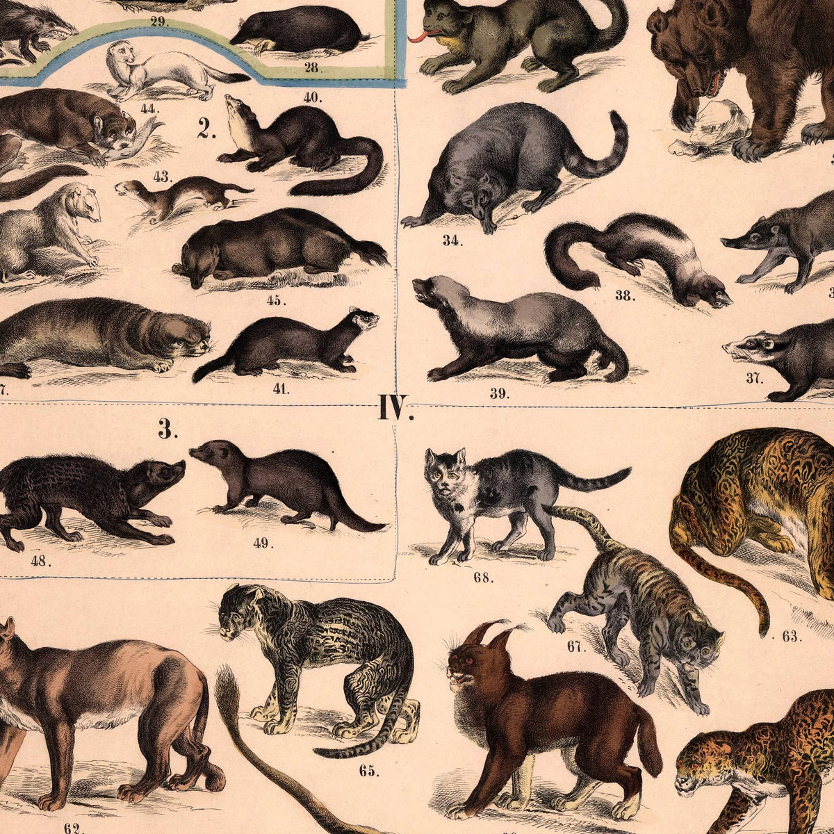 Rovdyr 1890 - Biologisk Anskuelsestavle – billede 4