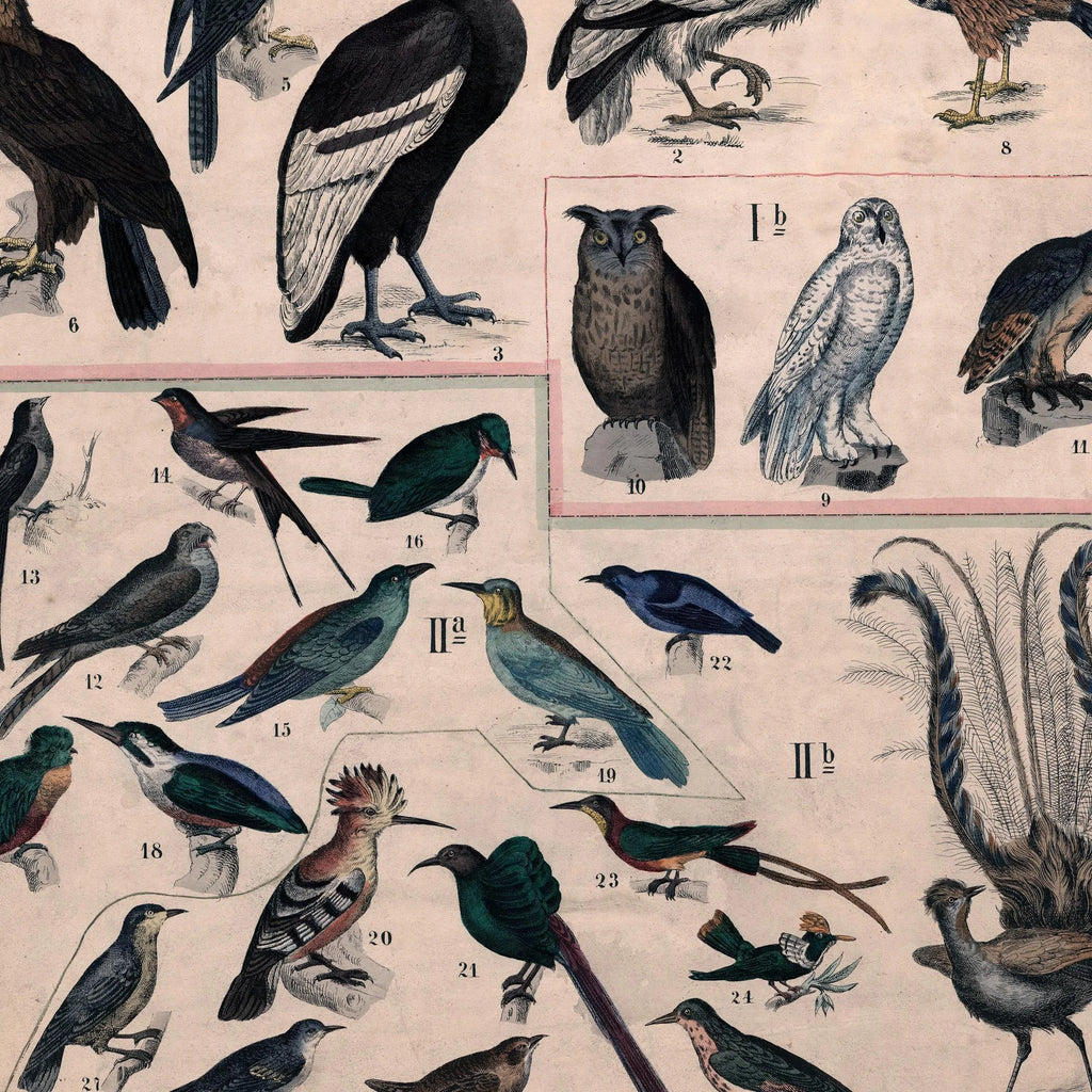 Fugle I 1890 - Anskuelsestavle – billede 4