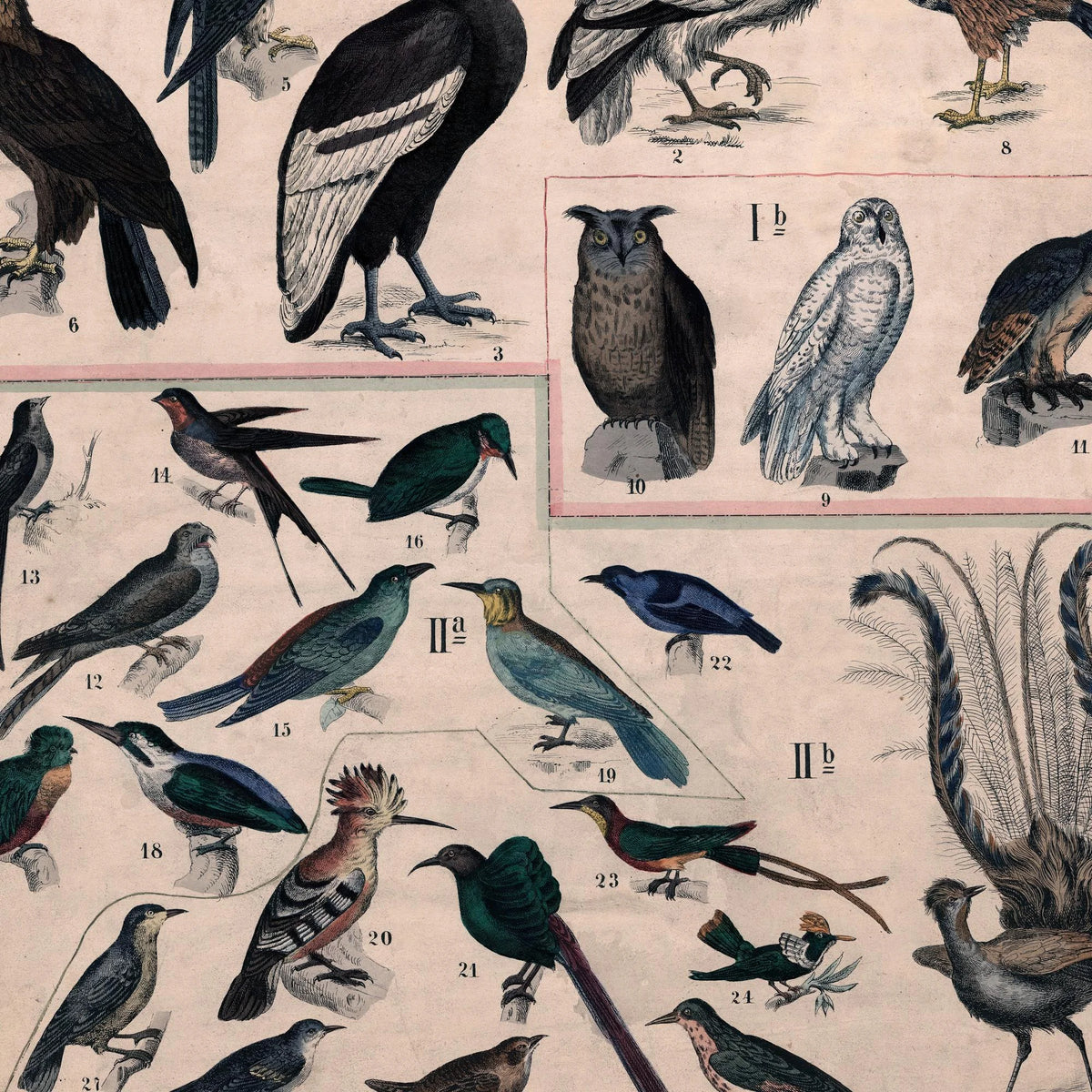 Fugle I 1890 - Anskuelsestavle – billede 4