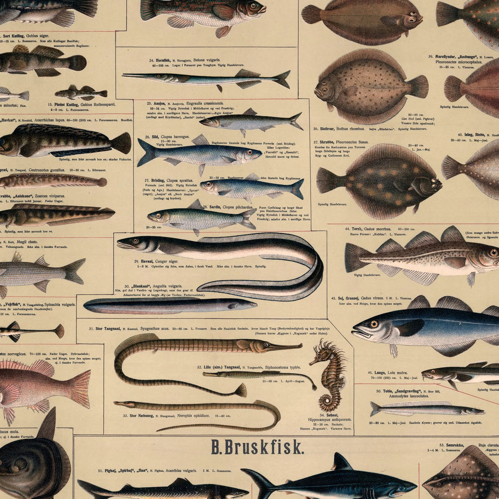 Saltvandsfisk 1909 - Biologisk Anskuelsestavle – billede 4