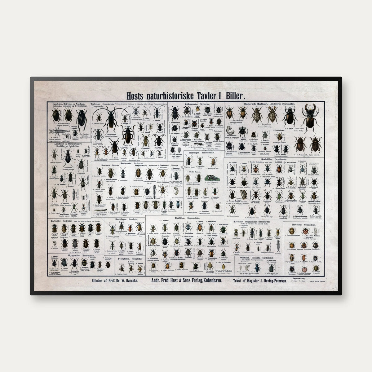 Biller 1909 - Biologisk Anskuelsestavle – billede 1