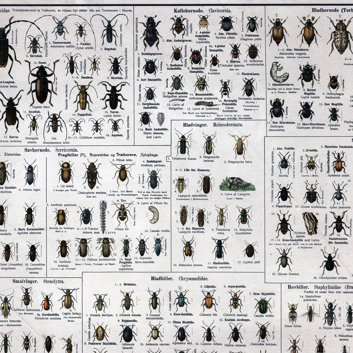 Biller 1909 - Biologisk Anskuelsestavle – billede 4