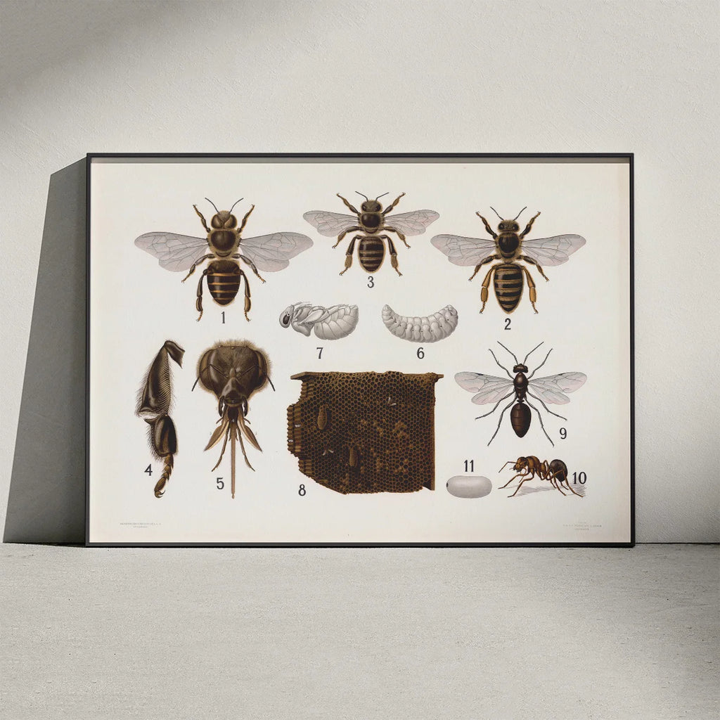 Årevingede insekter 1911 - Anskuelsestavle – billede 3