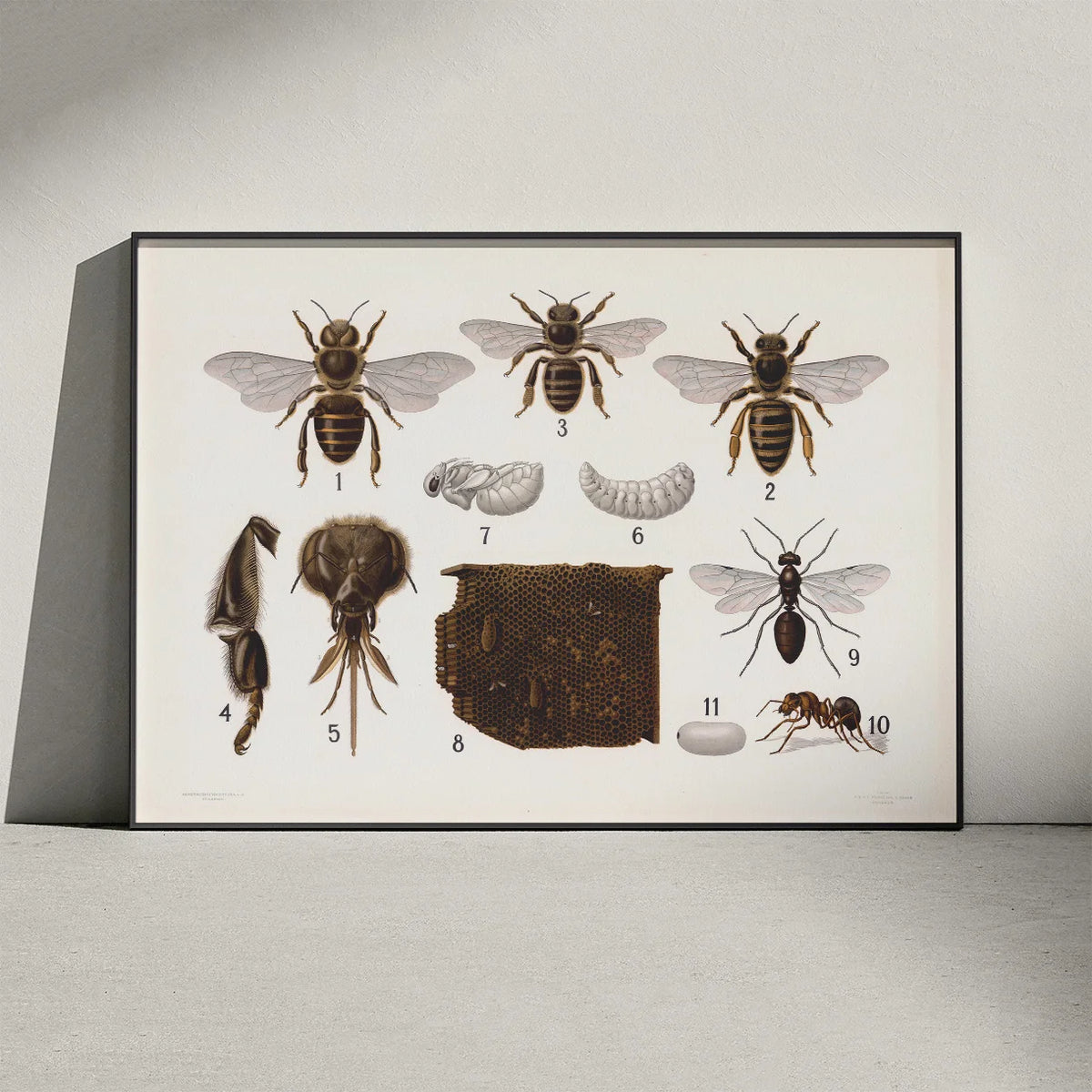 Årevingede insekter 1911 - Anskuelsestavle – billede 3