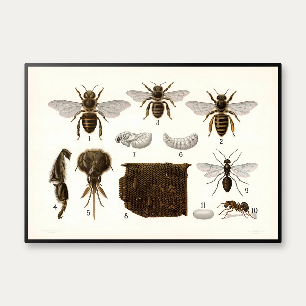 Årevingede insekter 1911 - Anskuelsestavle – billede 1