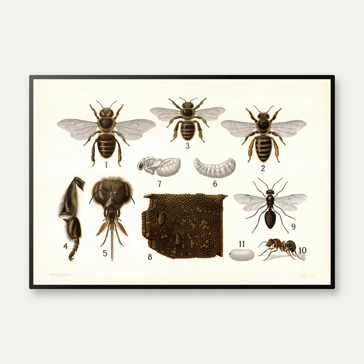 Årevingede insekter 1911 - Anskuelsestavle – billede 1