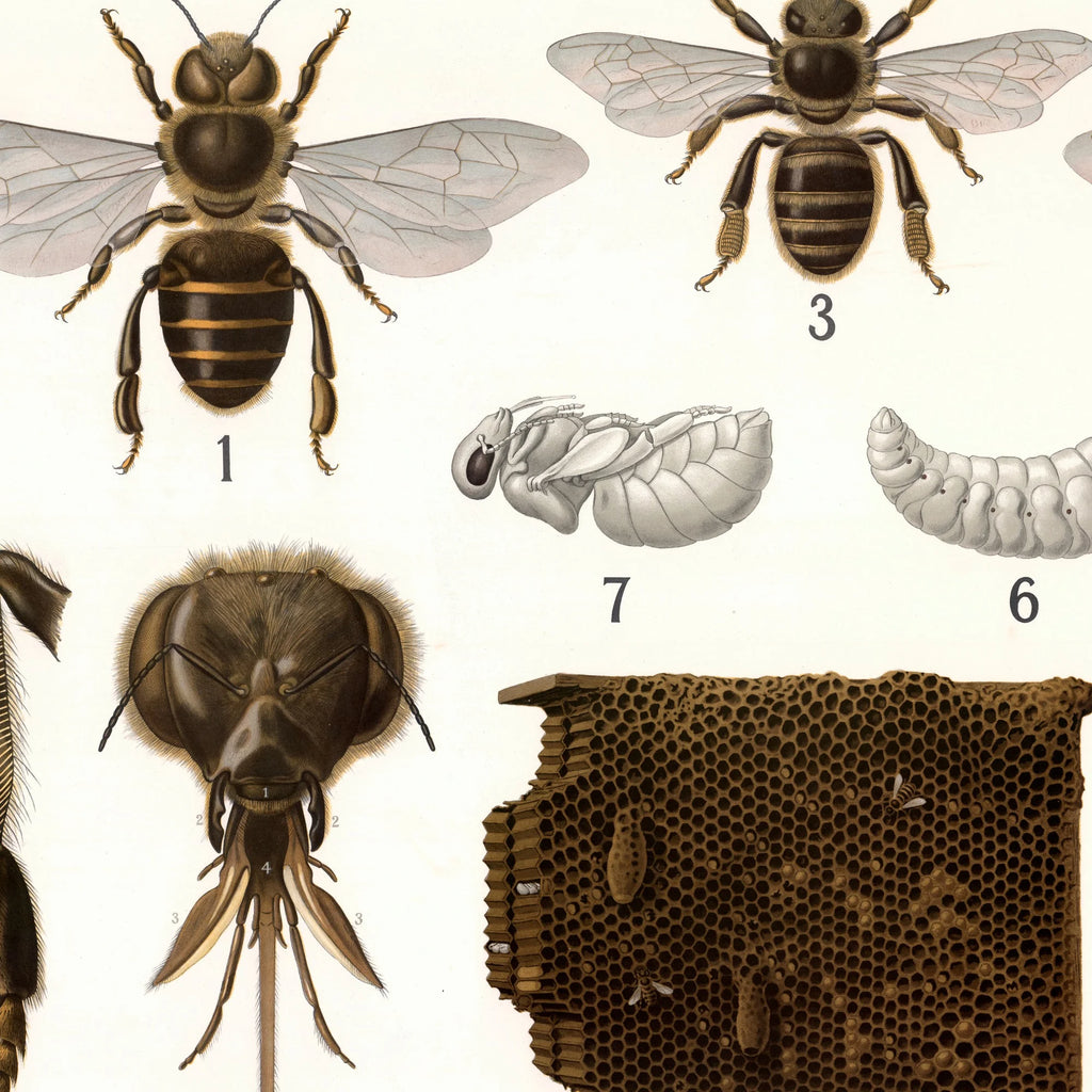 Årevingede insekter 1911 - Anskuelsestavle – billede 4