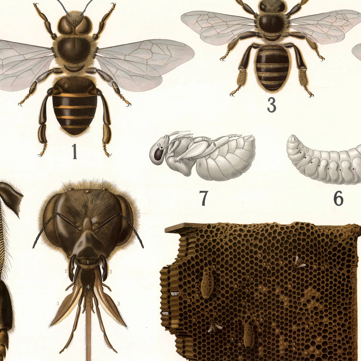 Årevingede insekter 1911 - Anskuelsestavle – billede 4