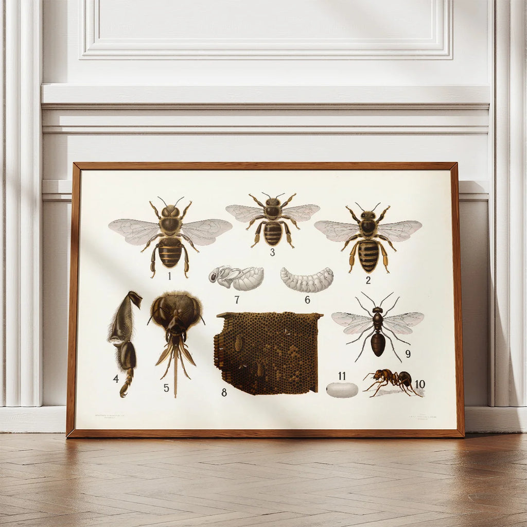 Årevingede insekter 1911 - Anskuelsestavle – billede 2